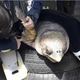 Illustration for article titled Need A Pick-Me-Up? Check Out These Animals Made Happier By Prosthetics